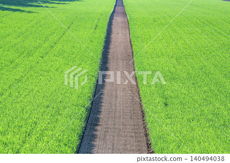 Neatly maintained farmland and field paths (image of a path) 140494038