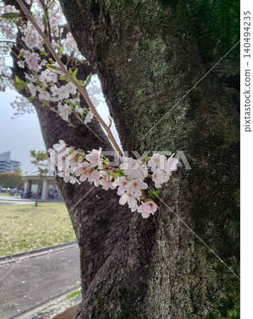 樹幹附近盛開的櫻花 樹幹附近盛開的櫻花 140494235