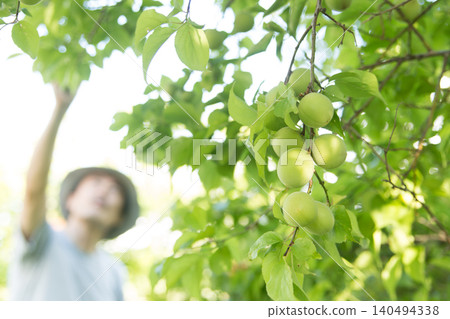 Farmers harvesting plums Farmers harvesting plums 140494338