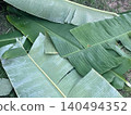 Fresh Green Banana Leaves Piled on Ground for Traditional Cooking and Packaging 140494352