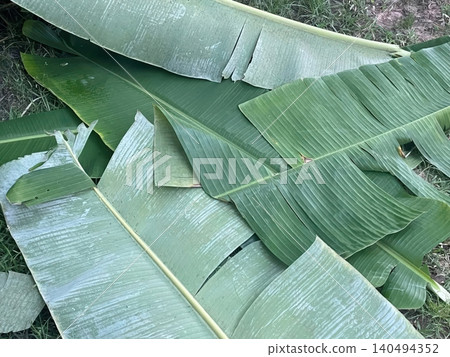 Fresh Green Banana Leaves Piled on Ground for Traditional Cooking and Packaging Fresh Green Banana Leaves Piled on Ground for Traditional Cooking and Packaging 140494352