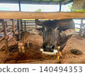 Thai Water Buffalo and Young Calf in Traditional Rural Farm Stable 140494353