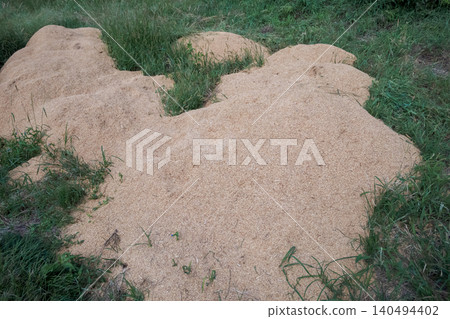 Spread rice husks on the field. Spread rice husks on the field. 140494402