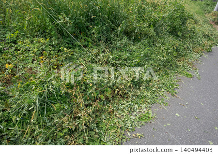 grass, grasses, the grass 140494403