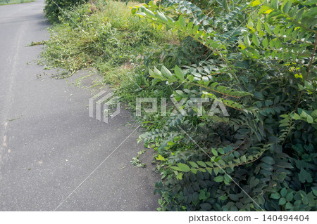 Weeds and plants encroaching on the road Weeds and plants encroaching on the road 140494404