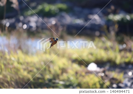一隻翠鳥在河面上盤旋。 一隻翠鳥在河面上盤旋。 140494471