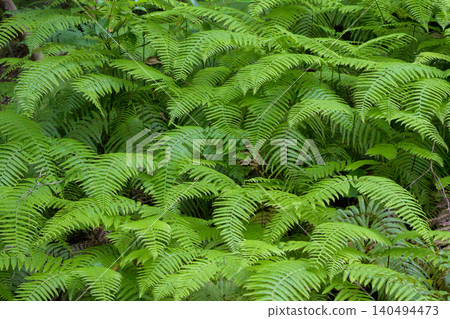 Vibrant ferns growing in clusters in the forest in early summer Vibrant ferns growing in clusters in the forest in early summer 140494473