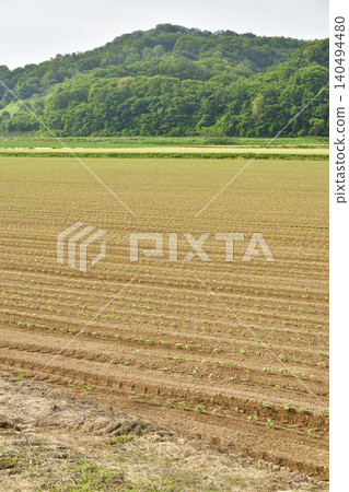 A photograph of a soybean field in Atsusabetsu Town, Hokkaido, in early summer, where soybeans have just begun to sprout. A photograph of a soybean field in Atsusabetsu Town, Hokkaido, in early summer, where soybeans have just begun to sprout. 140494480