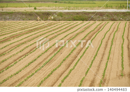 A photograph of a soybean field in Atsusabetsu Town, Hokkaido, in early summer, where soybeans have just begun to sprout. A photograph of a soybean field in Atsusabetsu Town, Hokkaido, in early summer, where soybeans have just begun to sprout. 140494483