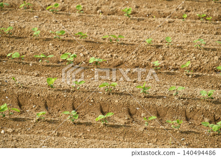 A photograph of a soybean field in Atsusabetsu Town, Hokkaido, in early summer, where soybeans have just begun to sprout. 140494486