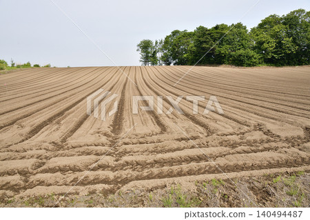 A photograph of a soybean field in Atsusabetsu Town, Hokkaido, in early summer, where soybeans have just begun to sprout. A photograph of a soybean field in Atsusabetsu Town, Hokkaido, in early summer, where soybeans have just begun to sprout. 140494487
