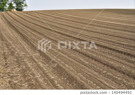 A photograph of a soybean field in Atsusabetsu Town, Hokkaido, in early summer, where soybeans have just begun to sprout. A photograph of a soybean field in Atsusabetsu Town, Hokkaido, in early summer, where soybeans have just begun to sprout. 140494492