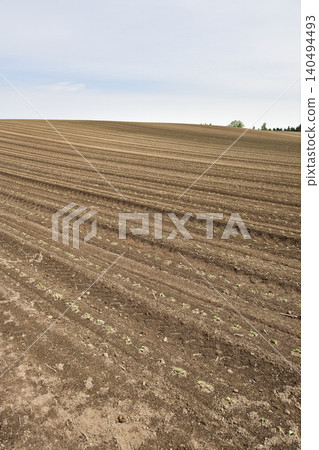 A photograph of a soybean field in Atsusabetsu Town, Hokkaido, in early summer, where soybeans have just begun to sprout. 140494493