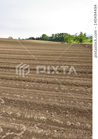 A photograph of a soybean field in Atsusabetsu Town, Hokkaido, in early summer, where soybeans have just begun to sprout. A photograph of a soybean field in Atsusabetsu Town, Hokkaido, in early summer, where soybeans have just begun to sprout. 140494494