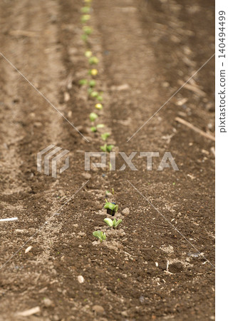 A photograph of a soybean field in Atsusabetsu Town, Hokkaido, in early summer, where soybeans have just begun to sprout. A photograph of a soybean field in Atsusabetsu Town, Hokkaido, in early summer, where soybeans have just begun to sprout. 140494499