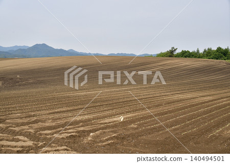 A photograph of a soybean field in Atsusabetsu Town, Hokkaido, in early summer, where soybeans have just begun to sprout. A photograph of a soybean field in Atsusabetsu Town, Hokkaido, in early summer, where soybeans have just begun to sprout. 140494501