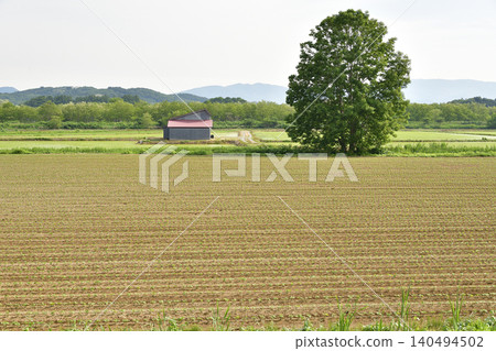 A photograph of a soybean field in Atsusabetsu Town, Hokkaido, in early summer, where soybeans have just begun to sprout. A photograph of a soybean field in Atsusabetsu Town, Hokkaido, in early summer, where soybeans have just begun to sprout. 140494502