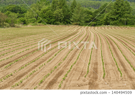 A photograph of a soybean field in Atsusabetsu Town, Hokkaido, in early summer, where soybeans have just begun to sprout. A photograph of a soybean field in Atsusabetsu Town, Hokkaido, in early summer, where soybeans have just begun to sprout. 140494509