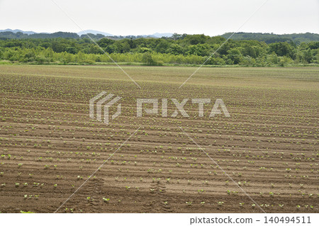 A photograph of a soybean field in Atsusabetsu Town, Hokkaido, in early summer, where soybeans have just begun to sprout. A photograph of a soybean field in Atsusabetsu Town, Hokkaido, in early summer, where soybeans have just begun to sprout. 140494511