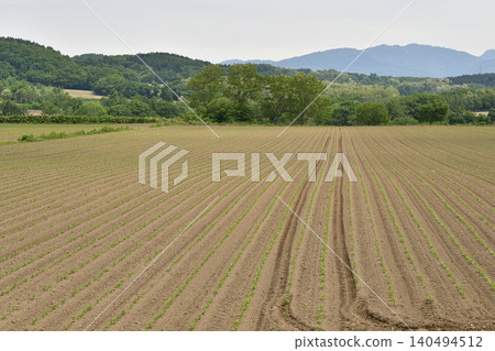A photograph of a soybean field in Atsusabetsu Town, Hokkaido, in early summer, where soybeans have just begun to sprout. A photograph of a soybean field in Atsusabetsu Town, Hokkaido, in early summer, where soybeans have just begun to sprout. 140494512