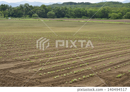 A photograph of a soybean field in Atsusabetsu Town, Hokkaido, in early summer, where soybeans have just begun to sprout. A photograph of a soybean field in Atsusabetsu Town, Hokkaido, in early summer, where soybeans have just begun to sprout. 140494517