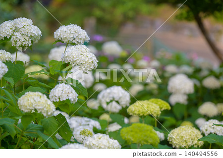 Vibrantly colored hydrangeas blooming in early summer Vibrantly colored hydrangeas blooming in early summer 140494556