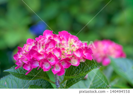 Vibrantly colored hydrangeas blooming in early summer Vibrantly colored hydrangeas blooming in early summer 140494558