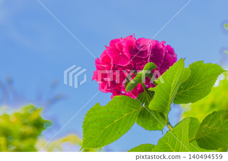 Vibrantly colored hydrangeas blooming in early summer Vibrantly colored hydrangeas blooming in early summer 140494559