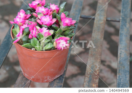 Echeveria macdougallii succulent leaf plant on pot 140494569
