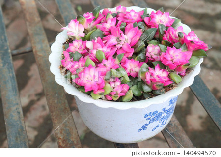Echeveria macdougallii succulent leaf plant on pot Echeveria macdougallii succulent leaf plant on pot 140494570