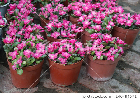 Echeveria macdougallii succulent leaf plant on pot Echeveria macdougallii succulent leaf plant on pot 140494571
