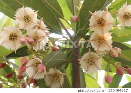 Elaeocarpus hainanensis flower plant on farm 140494617
