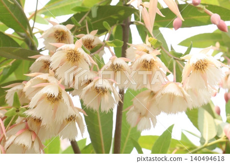 Elaeocarpus hainanensis flower plant on farm Elaeocarpus hainanensis flower plant on farm 140494618