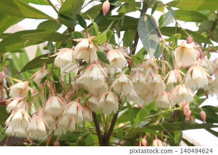 Elaeocarpus hainanensis flower plant on farm Elaeocarpus hainanensis flower plant on farm 140494624