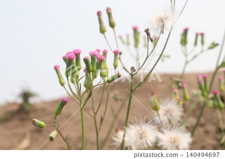 Emilia sonchifolia flower plant on jungle 140494697