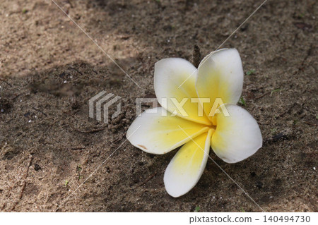 frangipani flower plant on farm frangipani flower plant on farm 140494730