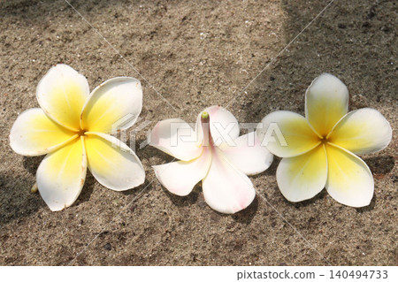 frangipani flower plant on farm frangipani flower plant on farm 140494733