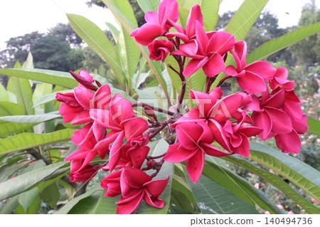 frangipani flower plant on farm frangipani flower plant on farm 140494736