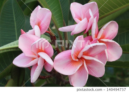 frangipani flower plant on farm frangipani flower plant on farm 140494737