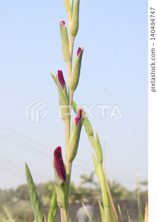 gladioluses flower plant on farm for harvest gladioluses flower plant on farm for harvest 140494747