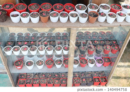 Gymnocalycium mihanovichii variegata cactus on pot Gymnocalycium mihanovichii variegata cactus on pot 140494758