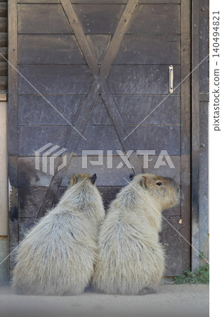 (動物園裡的)水豚背影 (動物園裡的)水豚背影 140494821