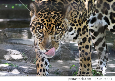 Jaguar (zoo) 140494825