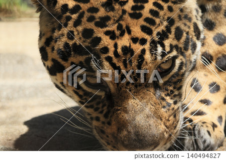 Jaguar's face (zoo) Jaguar's face (zoo) 140494827