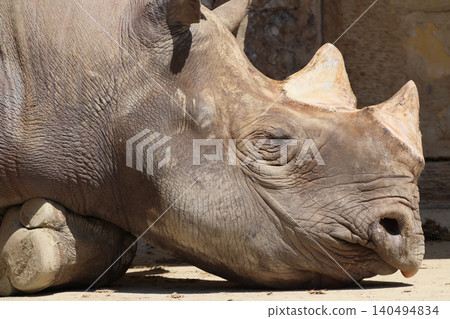 Black rhino (zoo) Black rhino (zoo) 140494834