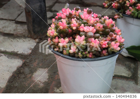 Sedum rubrotinctum, jelly bean plant, pork, beans plant 140494836