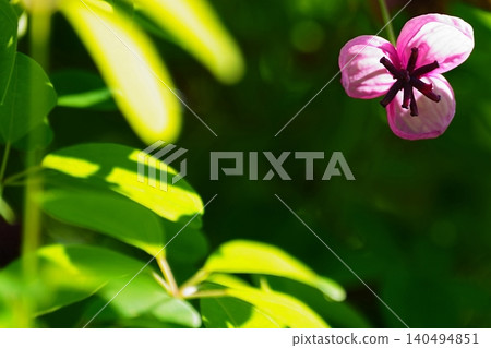 A spring scene with fresh green leaves and akebi flowers. 140494851