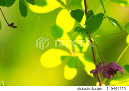 木通花在翠綠的葉片間競相綻放。 木通花在翠綠的葉片間競相綻放。 140494853