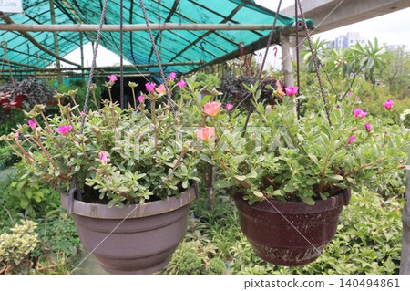 Moss rose purslane, Portulaca grandiflora, succulent flowering plant Moss rose purslane, Portulaca grandiflora, succulent flowering plant 140494861