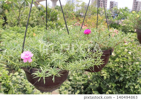 Moss rose purslane, Portulaca grandiflora, succulent flowering plant 140494863